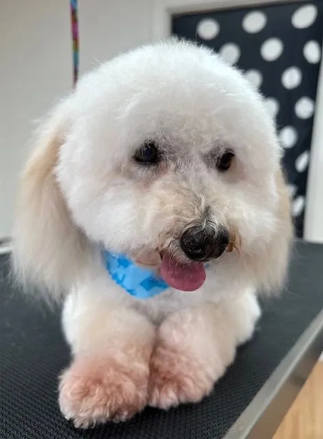 White bichon with a round face and blue bandana