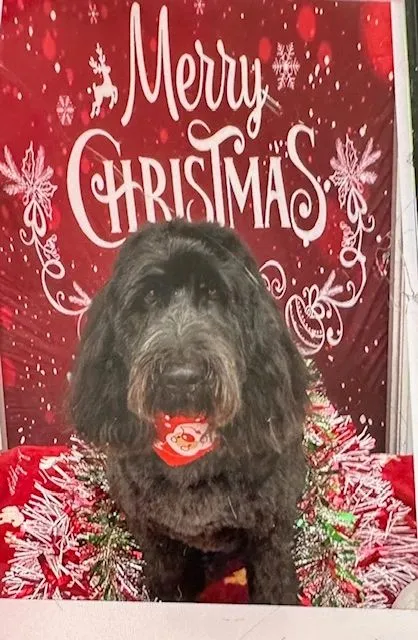Black doodle in front of a Christmas backdrop