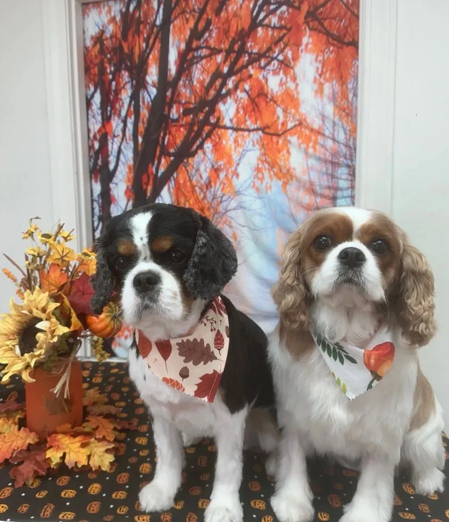 Two Cavalier King Charles spaniels in fall bandanas