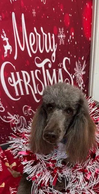 Chocolate poodle in front of a red Christmas backdrop