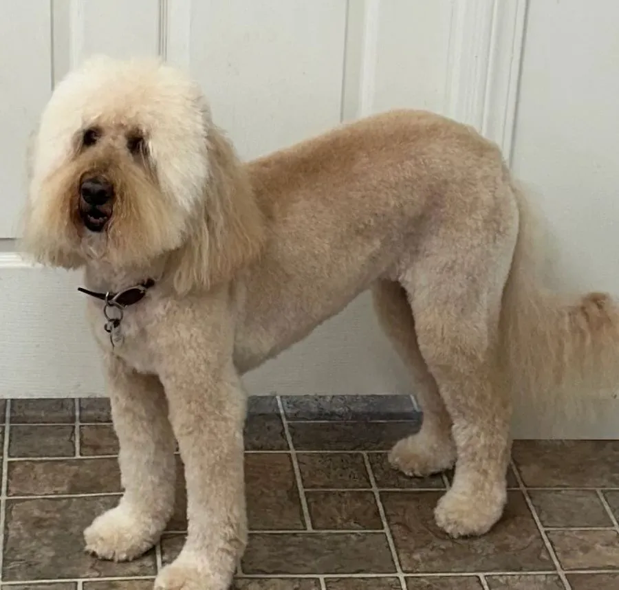Cream doodle with an even all-over trim