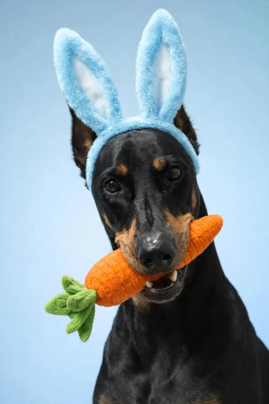 Doberman wearing bunny ears holding a plush carrot