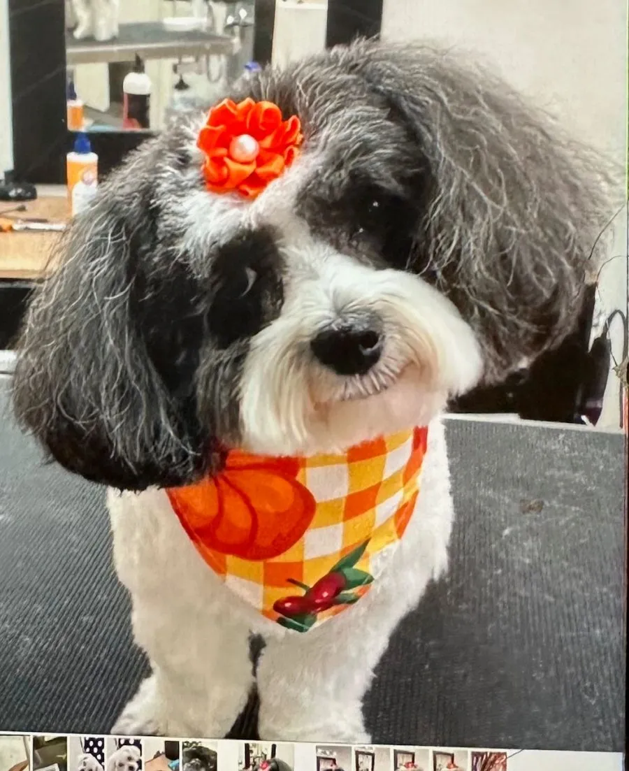 Black and white dog in a pumpkin bandana