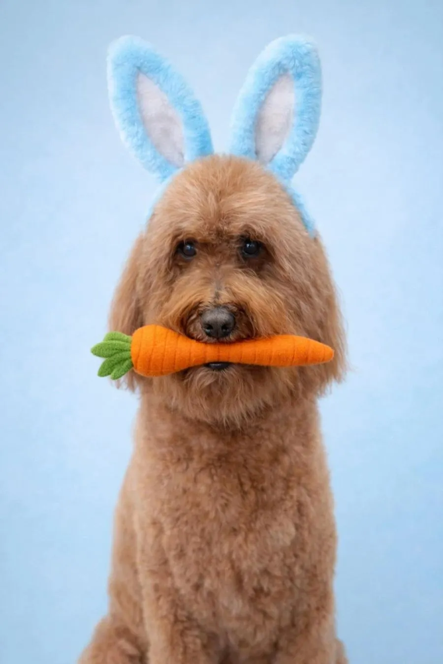 Brown doodle in bunny ears holding a plush carrot