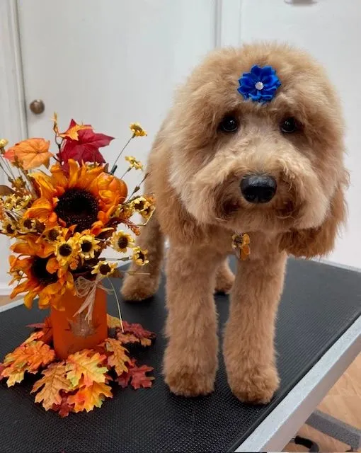 Doodle with a blue bow beside sunflowers
