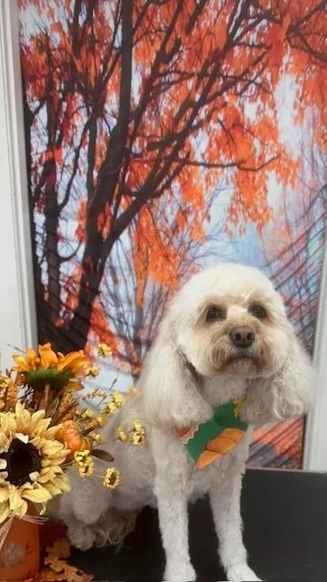 Fluffy white dog posing in front of a fall backdrop