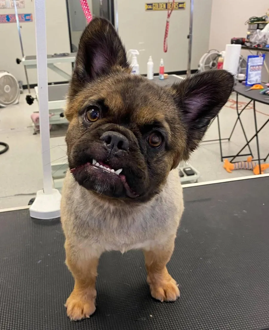 French bulldog after a bath, sitting on the table