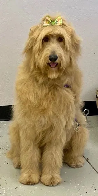 Golden long-coated dog after a full brush-out