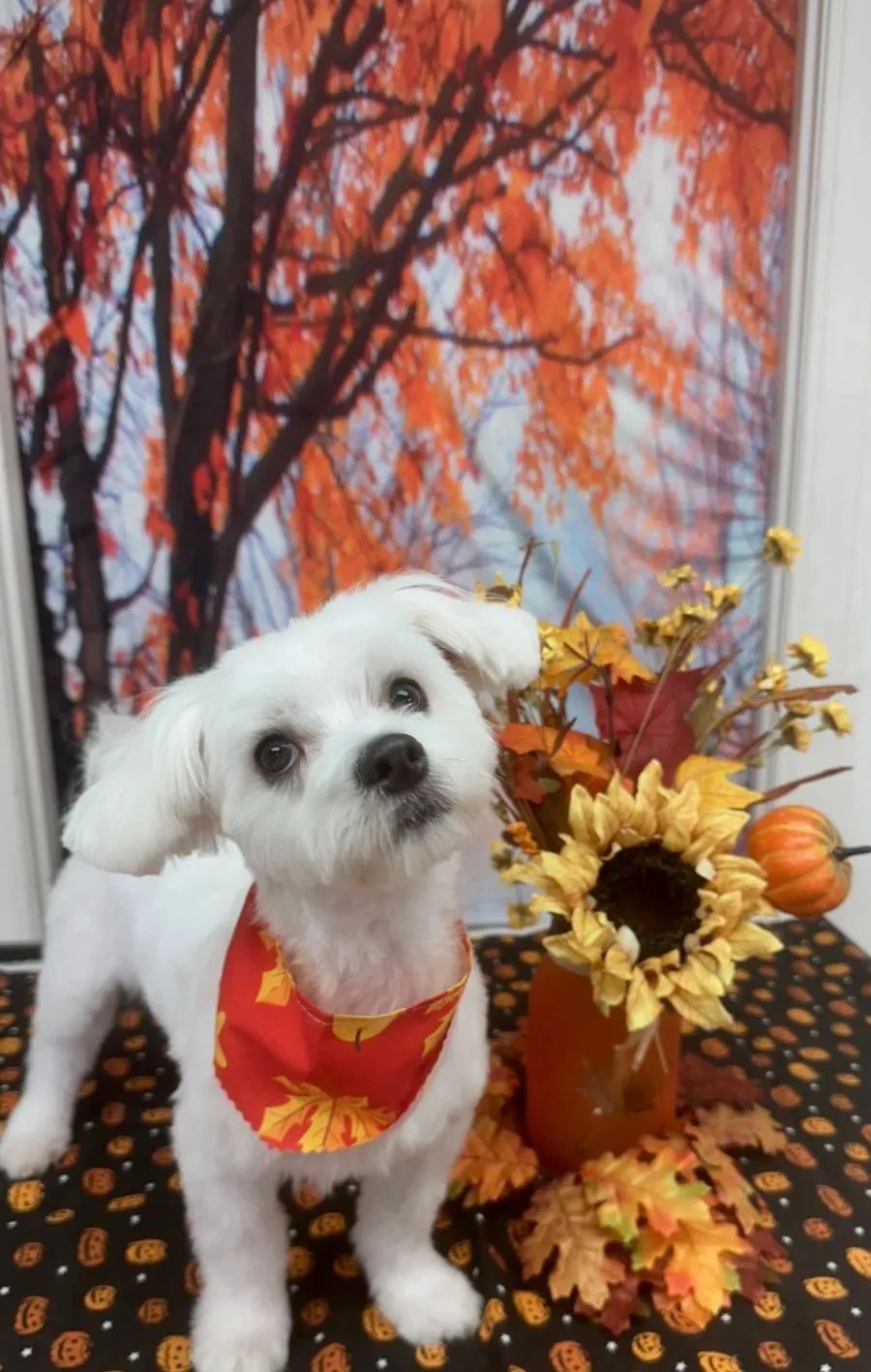 White Maltese beside sunflowers and pumpkins