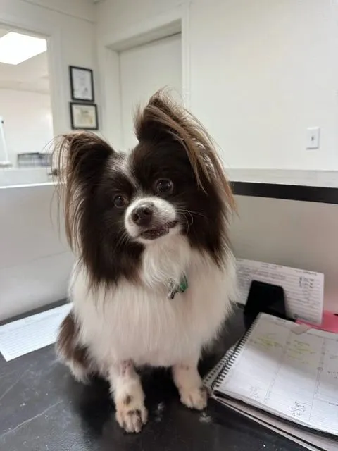 Papillon with a brushed-out coat