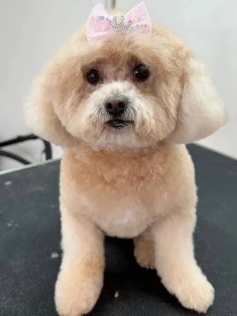 Apricot puppy with a round, fluffy teddy-bear cut