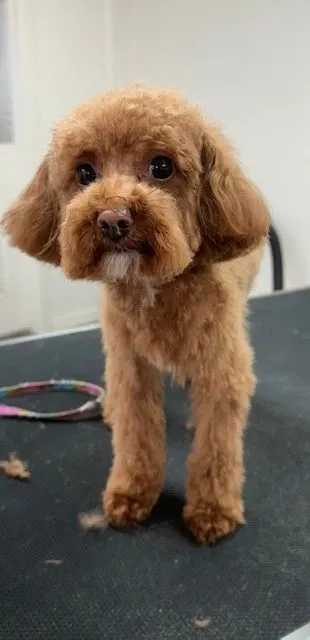 Red doodle standing on the grooming table