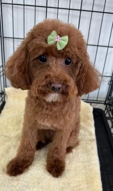 Red doodle with a rounded teddy-bear face trim
