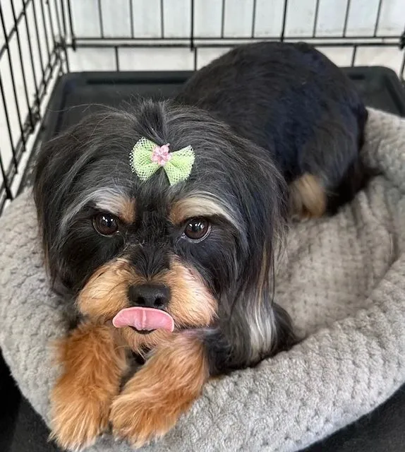 Shih Tzu with a green bow relaxing in a dog bed
