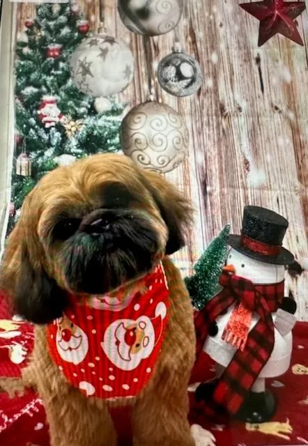 Shih Tzu in a Christmas sweater beside a snowman