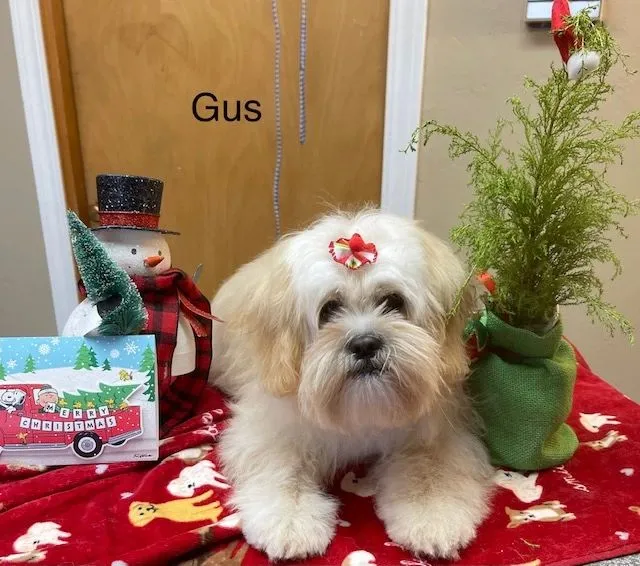 Shih Tzu named Gus in a holiday photo setup
