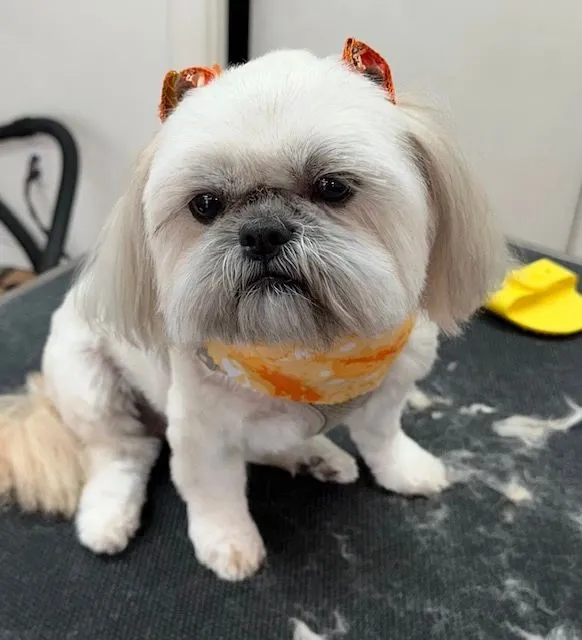 Shih Tzu with a short trim and an orange bandana