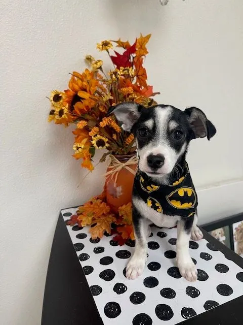 Small terrier mix in a Halloween bandana with fall leaves