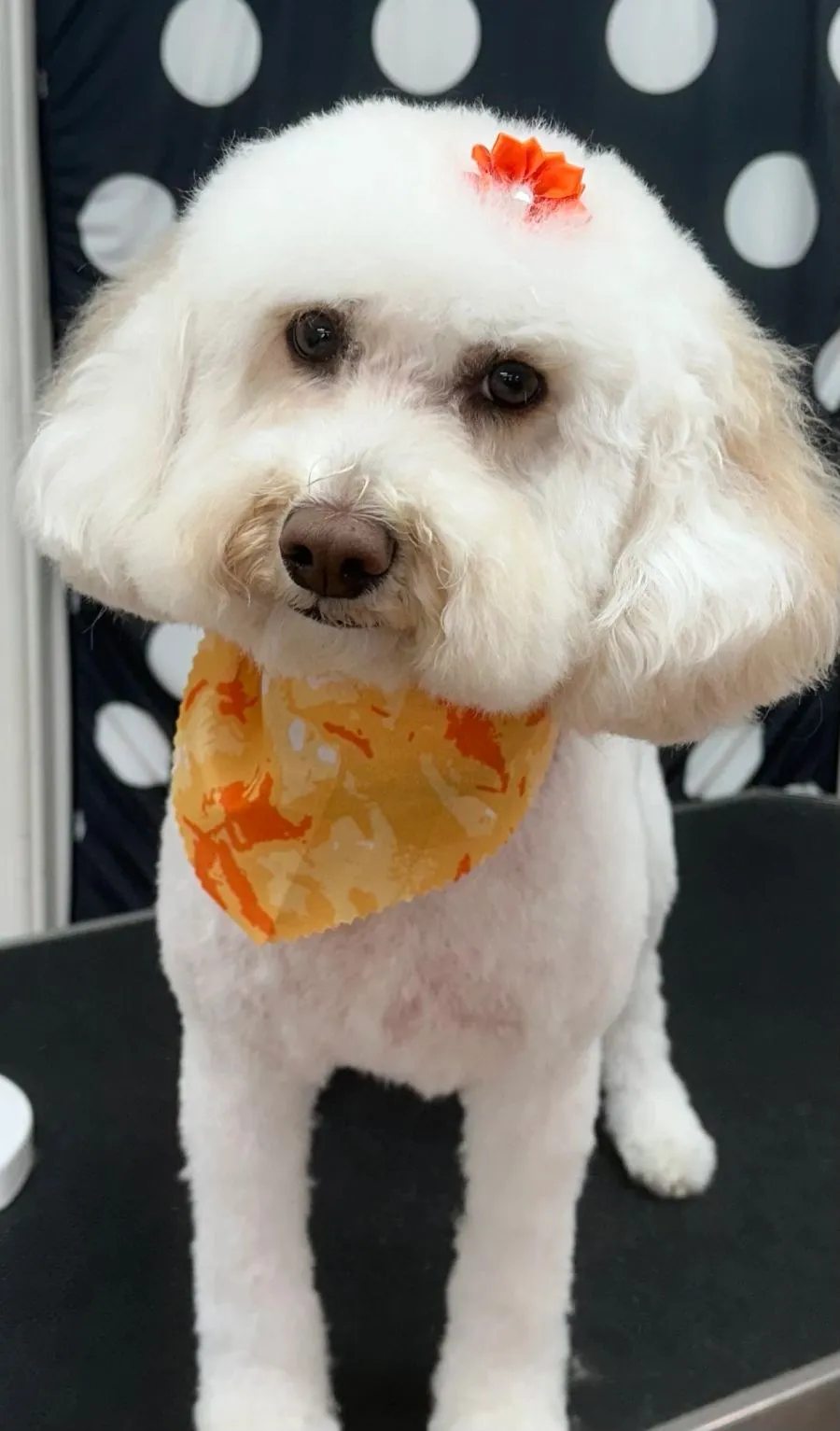 White dog with a fluffy face and an orange bandana