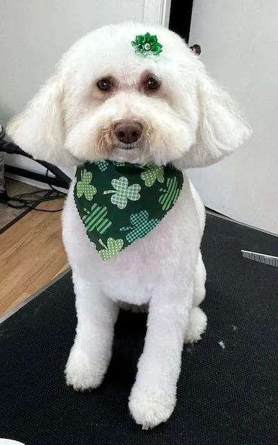 White dog in a green shamrock bandana