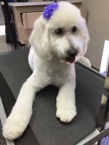 White doodle lying on the grooming table