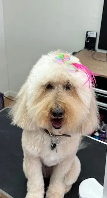 White doodle with pink bows