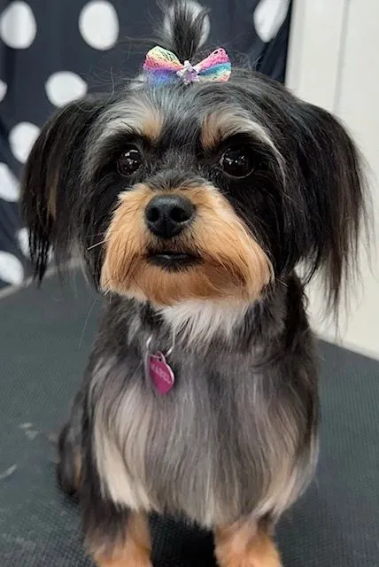 Black and tan Yorkie mix with a long silky coat